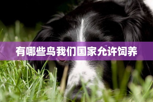 有哪些鳥我們國家允許飼養