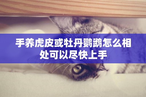手養虎皮或牡丹鸚鵡怎么相處可以盡快上手