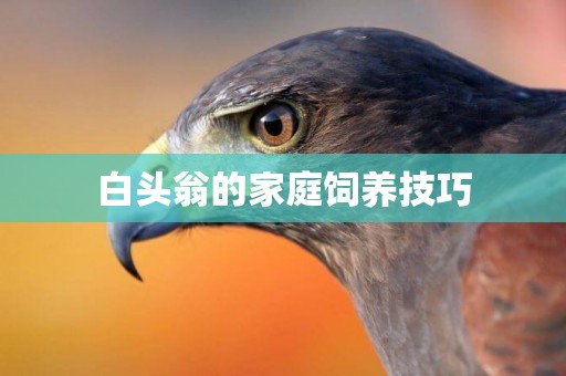 白頭翁的家庭飼養技巧