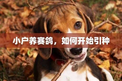 小戶養賽鴿，如何開始引種
