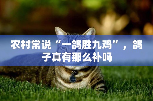 農村常說“一鴿勝九雞”，鴿子真有那么補嗎