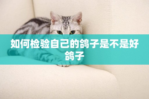 如何檢驗自己的鴿子是不是好鴿子