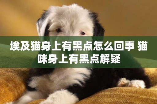 埃及貓身上有黑點怎么回事 貓咪身上有黑點解疑