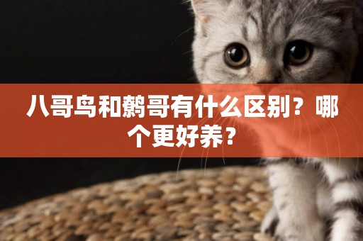 八哥鳥和鷯哥有什么區別？哪個更好養？