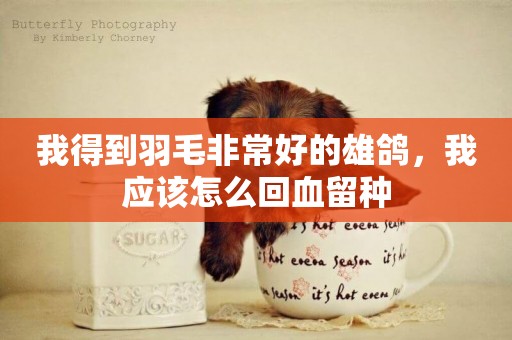 我得到羽毛非常好的雄鴿，我應該怎么回血留種