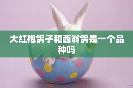 大紅袍鴿子和西翁鴿是一個品種嗎