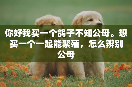 你好我買一個鴿子不知公母。想買一個一起能繁殖，怎么辨別公母