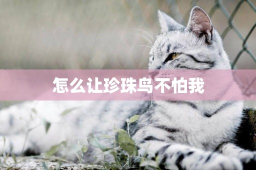 怎么讓珍珠鳥不怕我