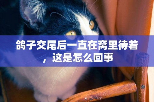 鴿子交尾后一直在窩里待著，這是怎么回事