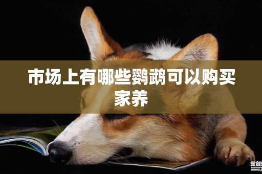 市場上有哪些鸚鵡可以購買家養