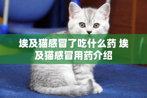 埃及貓感冒了吃什么藥 埃及貓感冒用藥介紹