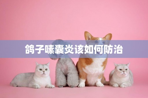 鴿子嗉囊炎該如何防治