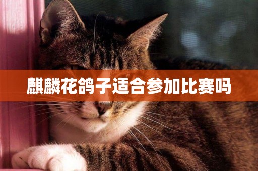 麒麟花鴿子適合參加比賽嗎