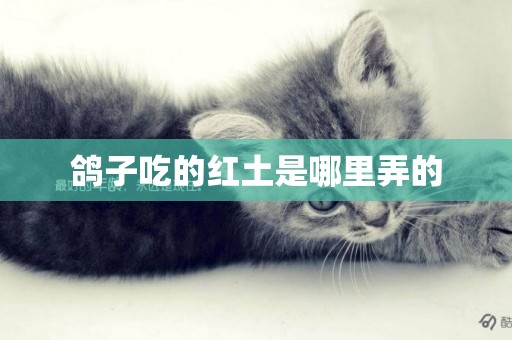 鴿子吃的紅土是哪里弄的