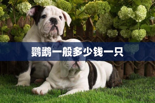 鸚鵡一般多少錢一只