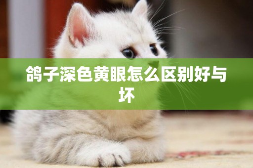 鴿子深色黃眼怎么區別好與壞