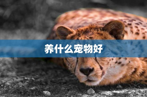 養什么寵物好