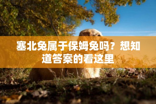 塞北兔屬于保姆兔嗎？想知道答案的看這里
