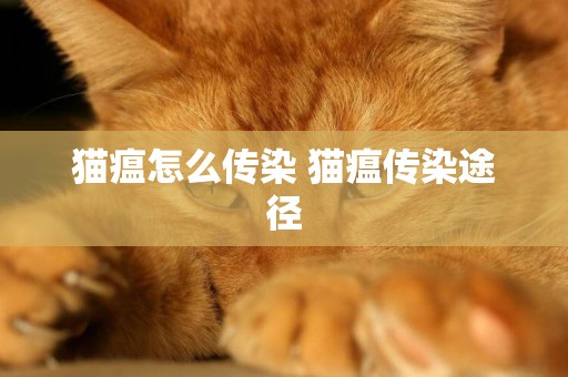貓瘟怎么傳染 貓瘟傳染途徑