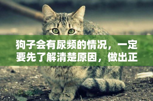 狗子會有尿頻的情況，一定要先了解清楚原因，做出正確的應對方法