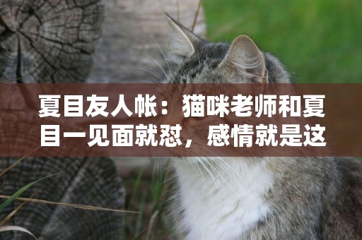 夏目友人帳：貓咪老師和夏目一見面就懟，感情就是這么吵出來了吧