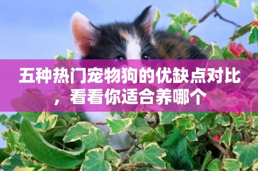 五種熱門寵物狗的優缺點對比，看看你適合養哪個