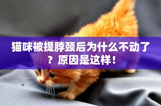 貓咪被提脖頸后為什么不動了？原因是這樣！