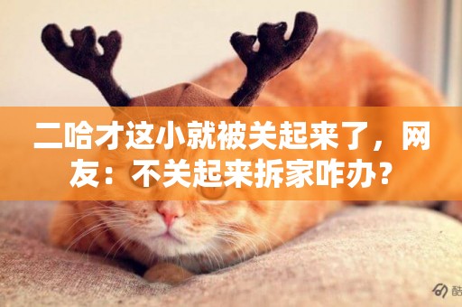 二哈才這小就被關起來了，網友：不關起來拆家咋辦？