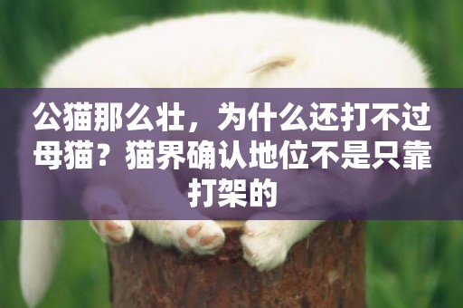 公貓那么壯，為什么還打不過母貓？貓界確認地位不是只靠打架的