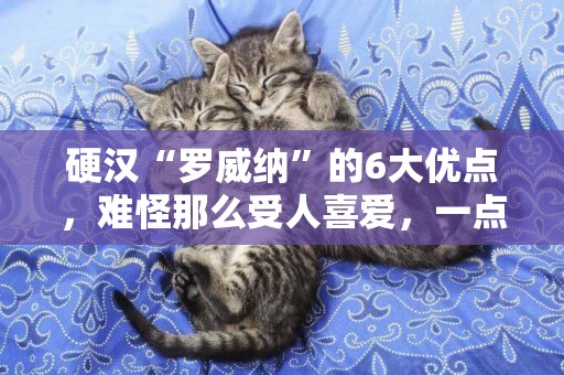 硬漢“羅威納”的6大優點，難怪那么受人喜愛，一點都不過分！