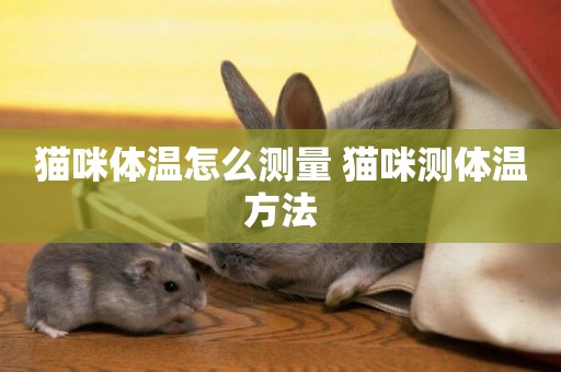 貓咪體溫怎么測量 貓咪測體溫方法