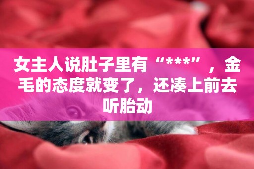 女主人說肚子里有“***”，金毛的態度就變了，還湊上前去聽胎動