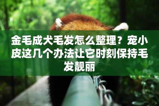 金毛成犬毛發怎么整理？寵小皮這幾個辦法讓它時刻保持毛發靚麗