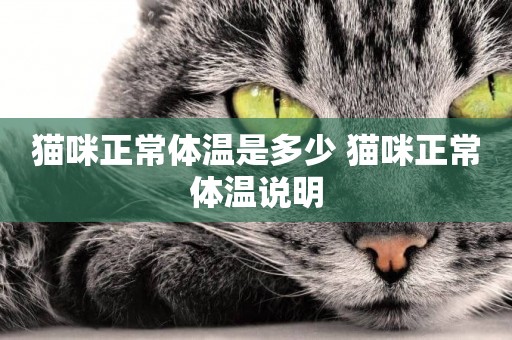 貓咪正常體溫是多少 貓咪正常體溫說明