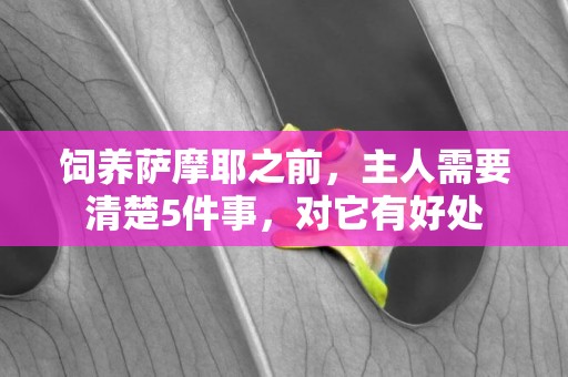 飼養薩摩耶之前，主人需要清楚5件事，對它有好處