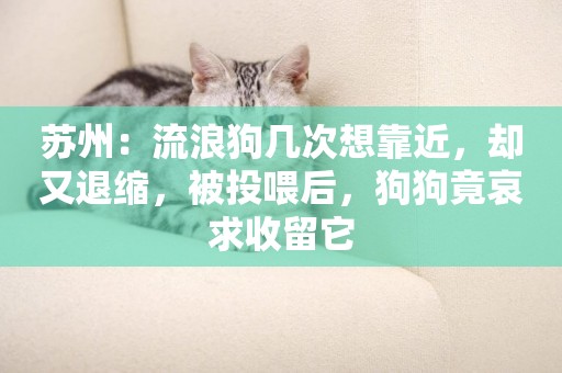 蘇州：流浪狗幾次想靠近，卻又退縮，被投喂后，狗狗竟哀求收留它