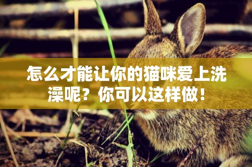 怎么才能讓你的貓咪愛上洗澡呢？你可以這樣做！