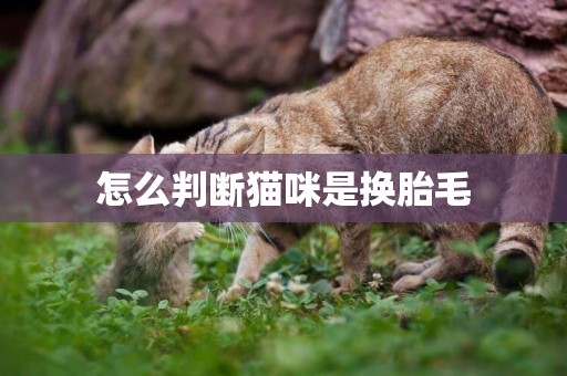 怎么判斷貓咪是換胎毛