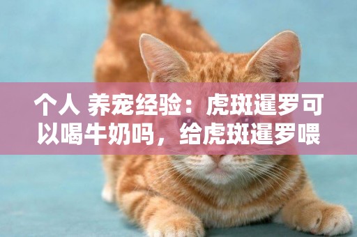 個人 養寵經驗：虎斑暹羅可以喝牛奶嗎，給虎斑暹羅喂食什么好