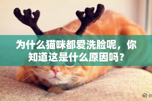 為什么貓咪都愛洗臉呢，你知道這是什么原因嗎？