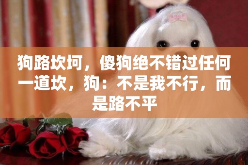狗路坎坷，傻狗絕不錯過任何一道坎，狗：不是我不行，而是路不平