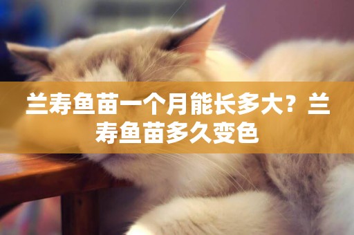 蘭壽魚苗一個月能長多大？蘭壽魚苗多久變色