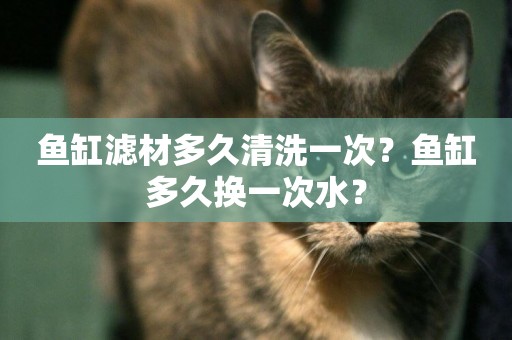魚缸濾材多久清洗一次？魚缸多久換一次水？