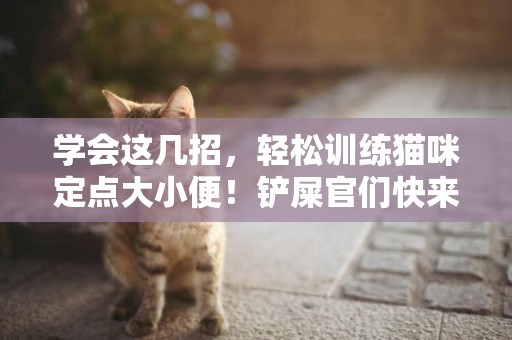 學會這幾招，輕松訓練貓咪定點大小便！鏟屎官們快來看看吧！
