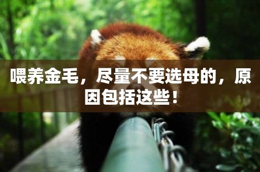 喂養金毛，盡量不要選母的，原因包括這些！