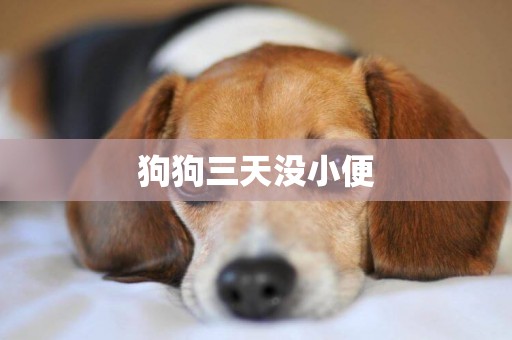 狗狗三天沒小便