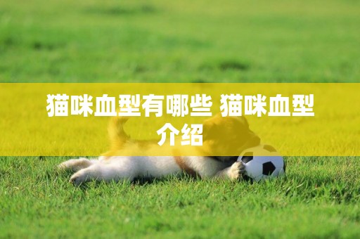 貓咪血型有哪些 貓咪血型介紹