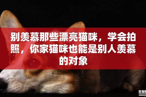 別羨慕那些漂亮貓咪，學會拍照，你家貓咪也能是別人羨慕的對象
