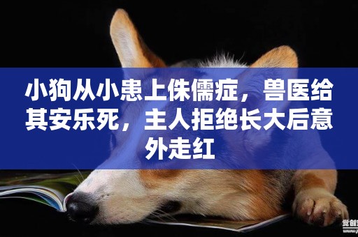 小狗從小患上侏儒癥，獸醫給其安樂死，主人拒絕長大后意外走紅
