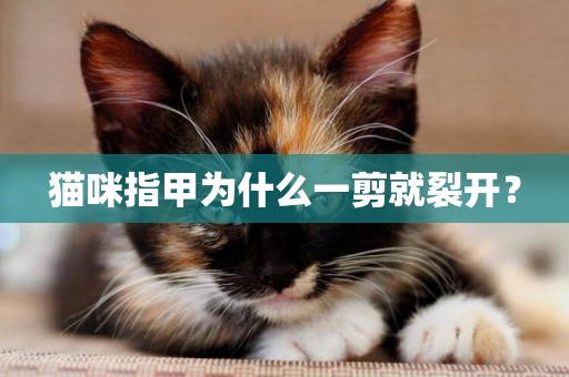 貓咪指甲為什么一剪就裂開？